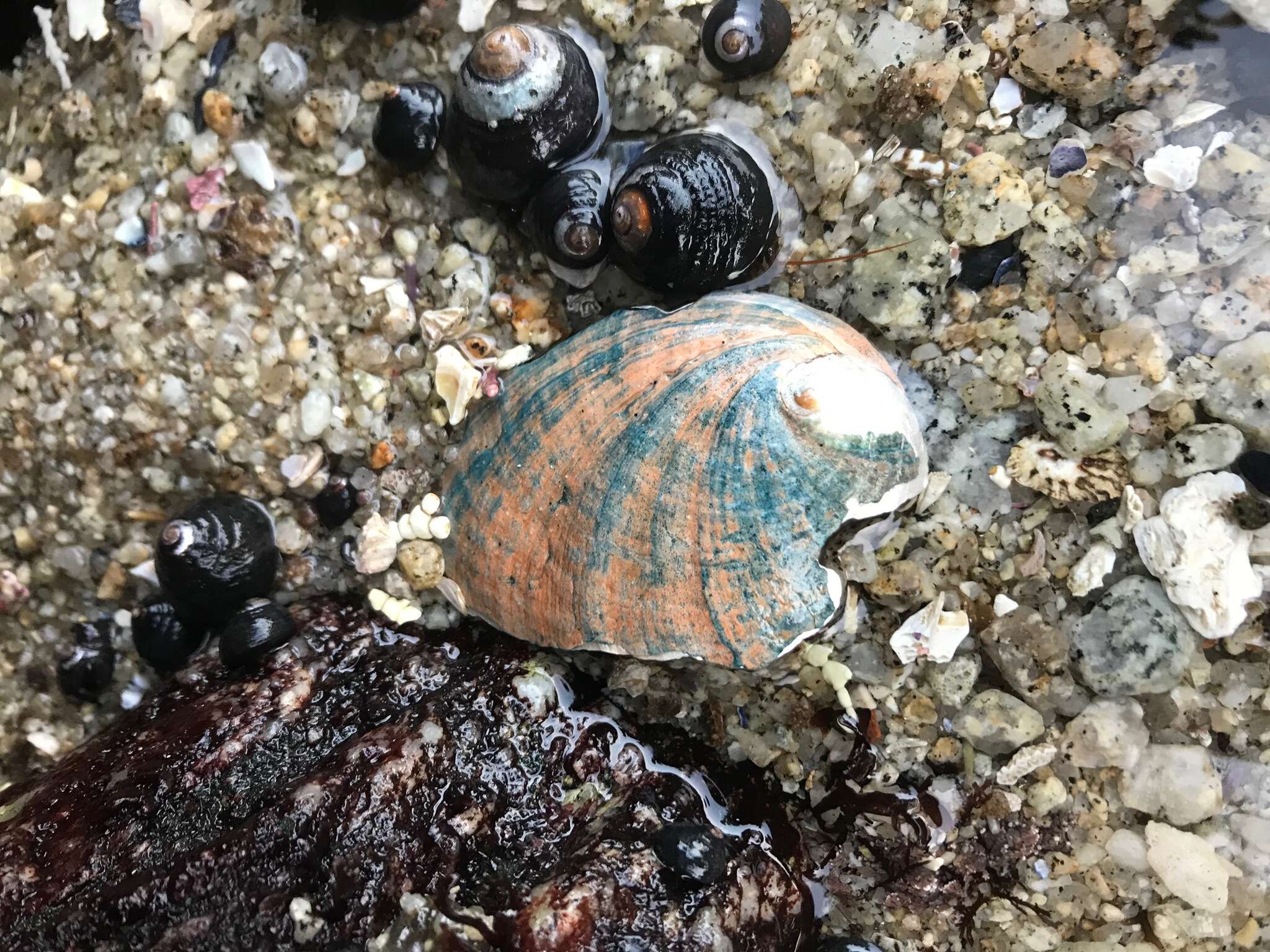 Image of Black Abalone