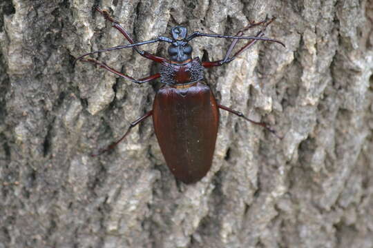 Image of Ctenoscelis coeus (Perty 1832)