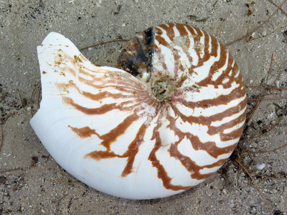 Plancia ëd Nautilus macromphalus G. B. Sowerby II 1849