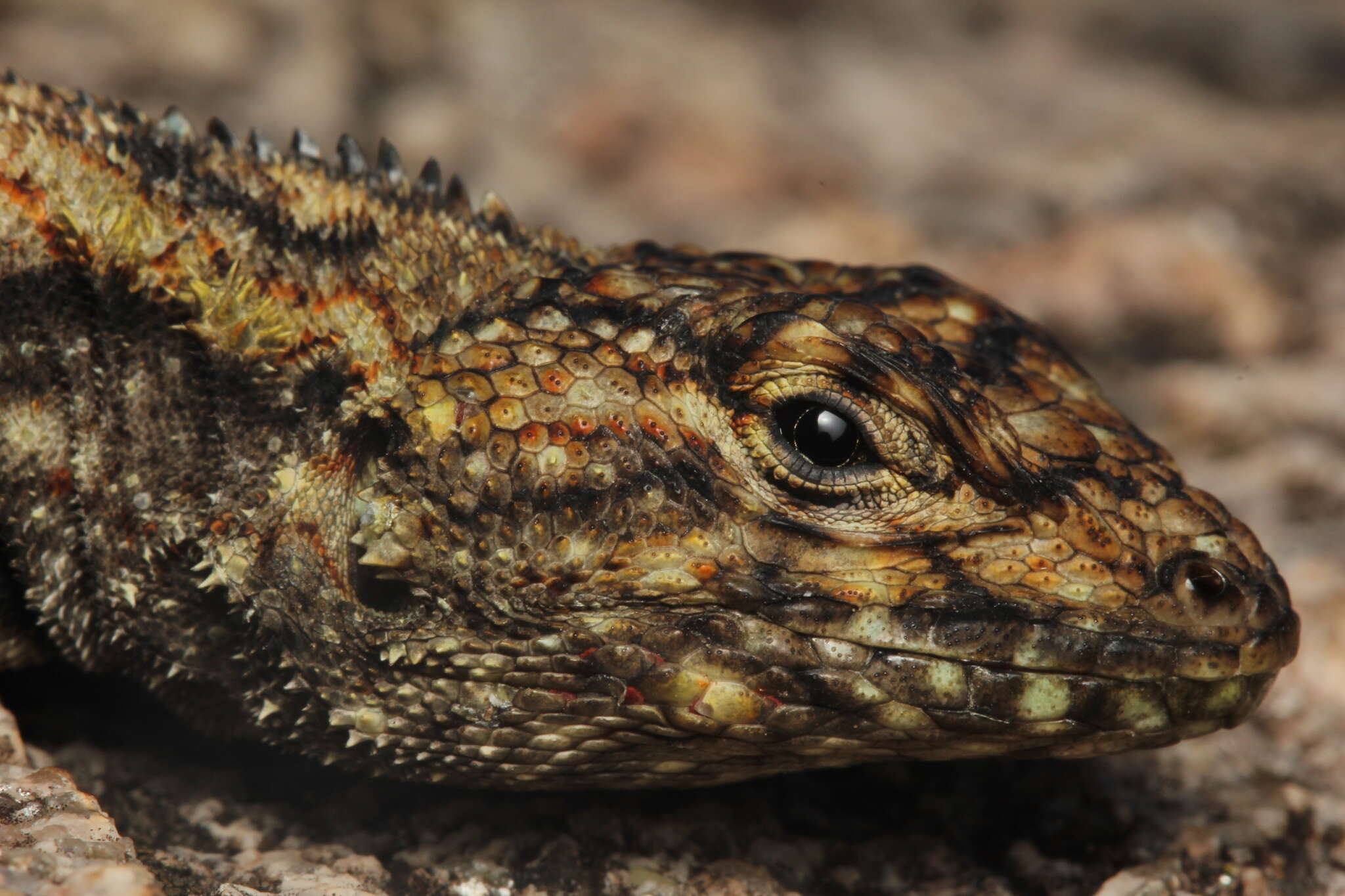 Image de Tropidurus spinulosus (Cope 1862)