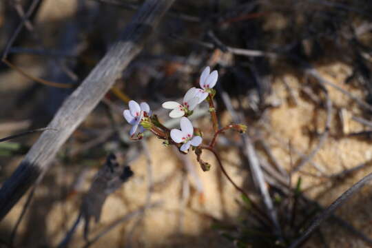 Image of Stylidium kalbarriense A. Lowrie L K. F. Kenneally