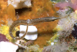 Image of Choeroichthys