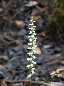 Image of Marsh lady's tresses