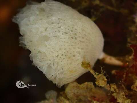 Image of guancha sponge