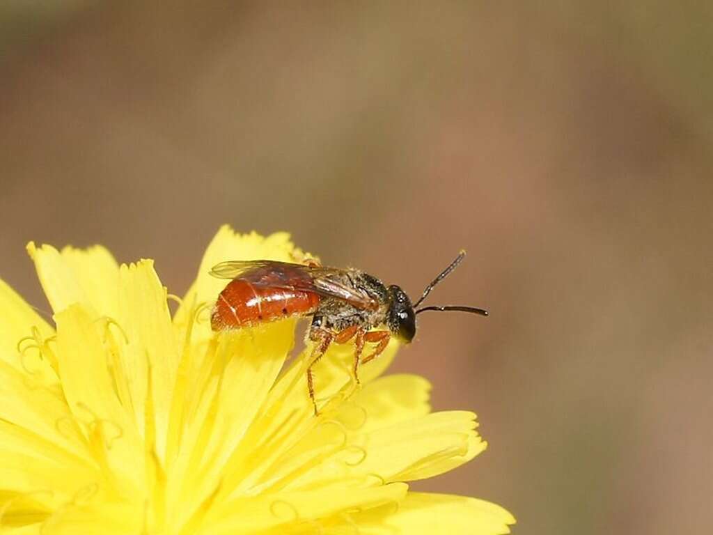 Image of Lasioglossum erythrurum (Cockerell 1914)