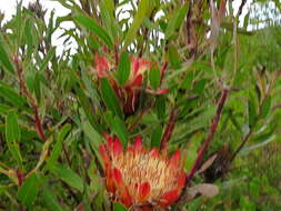 Image of Stink-leaf sugarbush