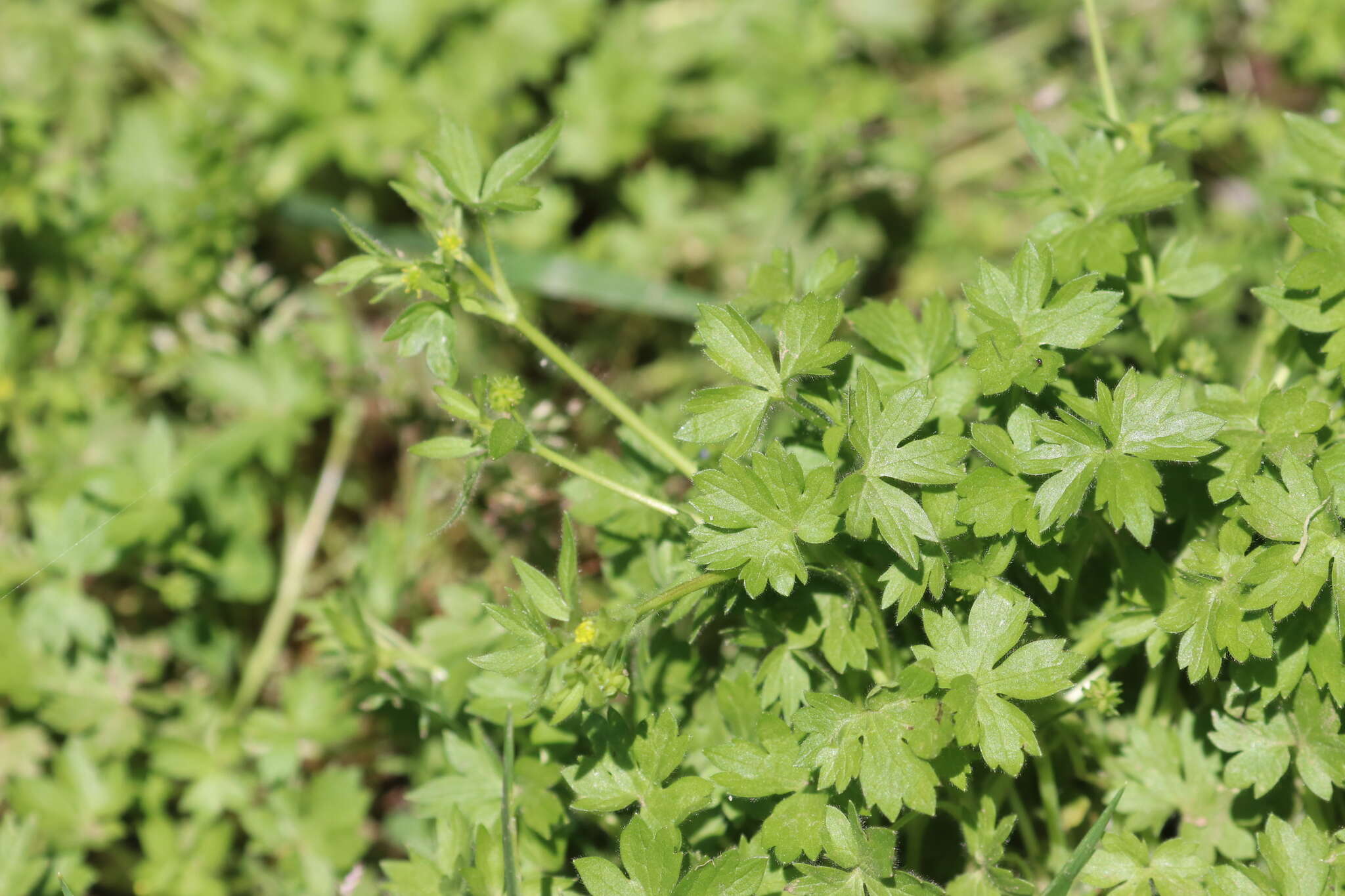 Image of smallflower buttercup