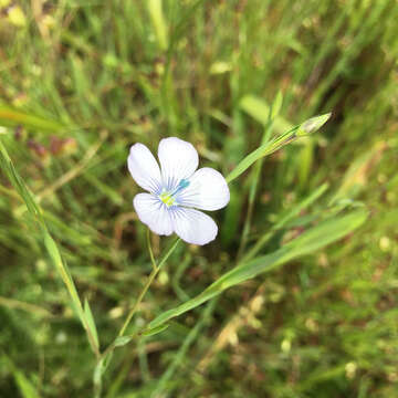 Слика од Linum bienne Miller