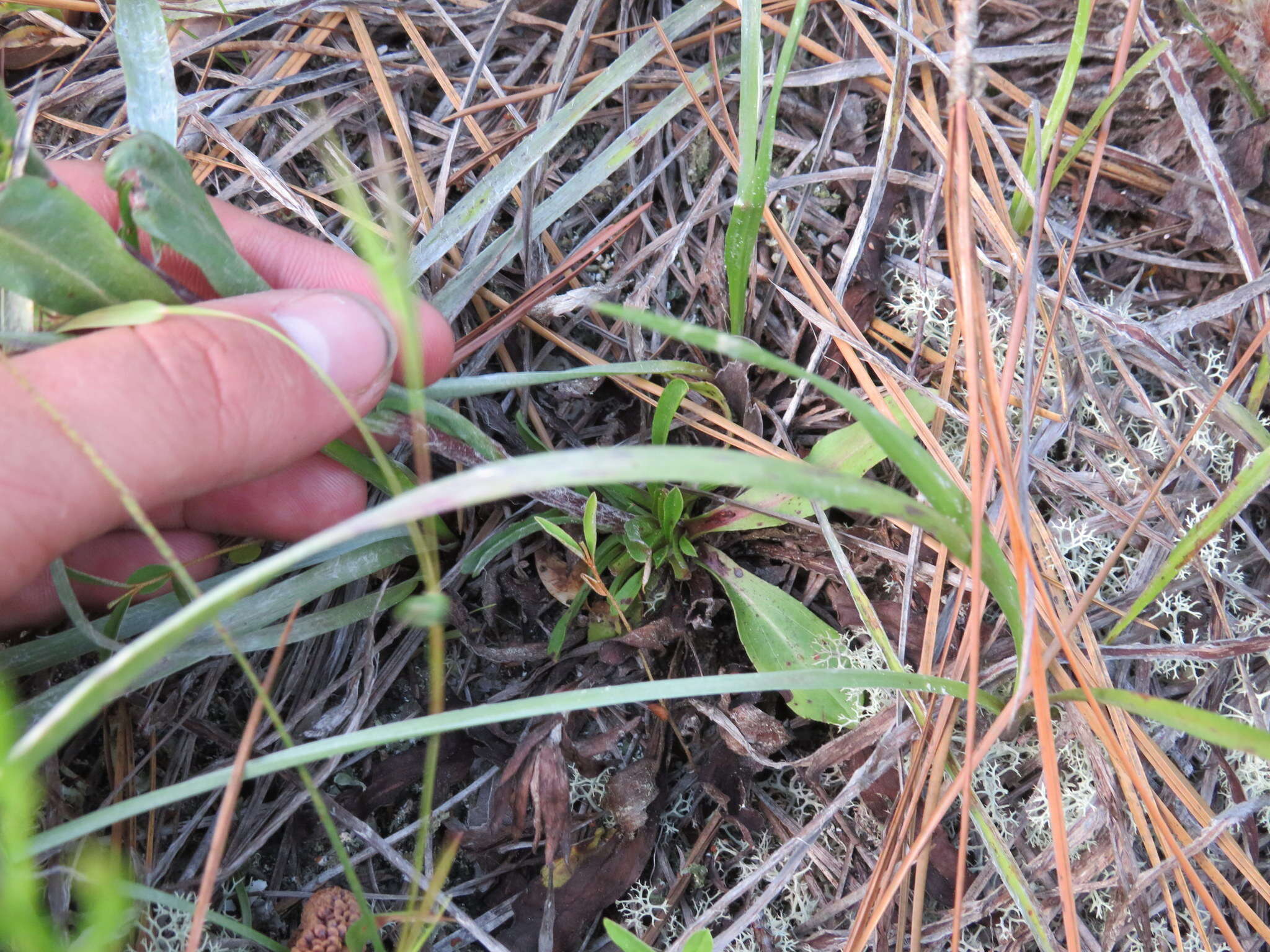 Image of Coastal-Plain Silk-Grass