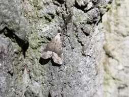 Image of White-line snout moth