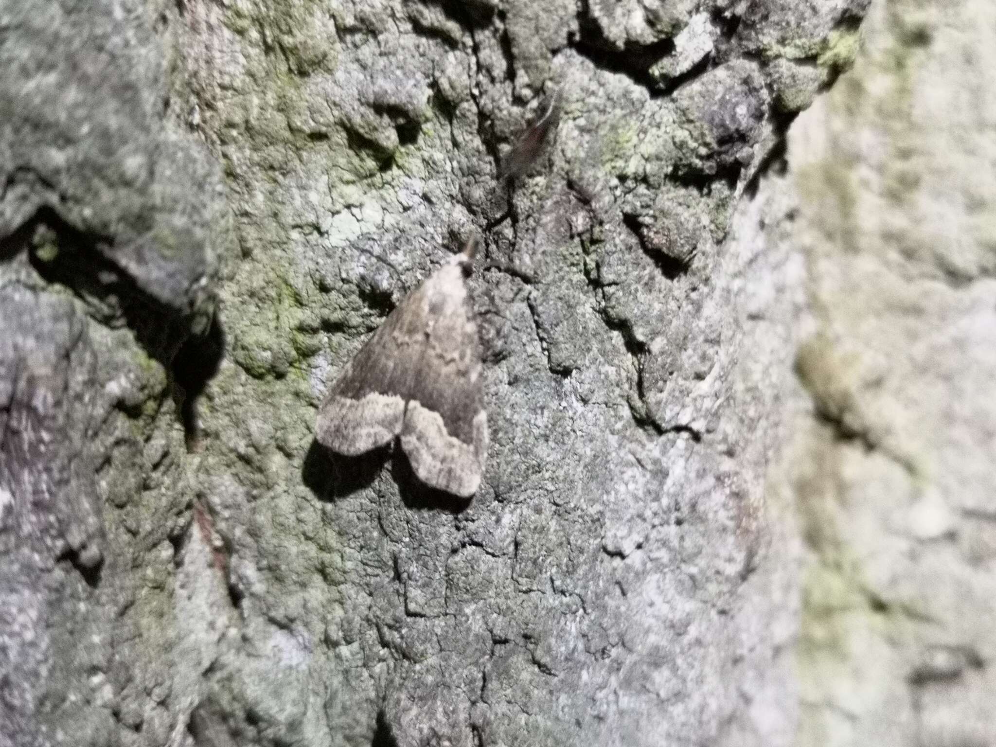 Image of White-line snout moth