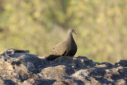 Image of Chestnut-quilled Rock Pigeon