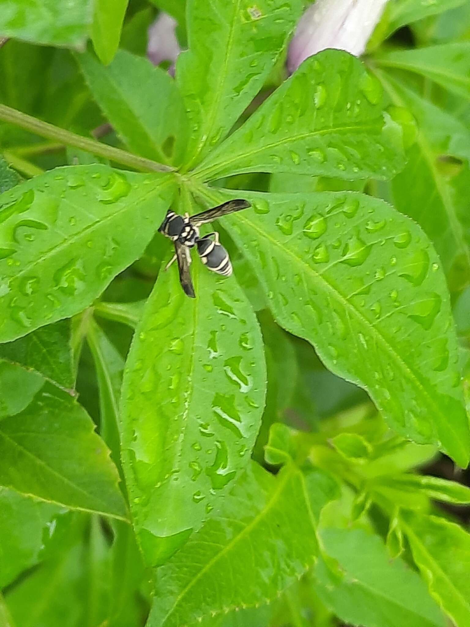 Sivun Apodynerus formosensis (Schulthess 1934) kuva