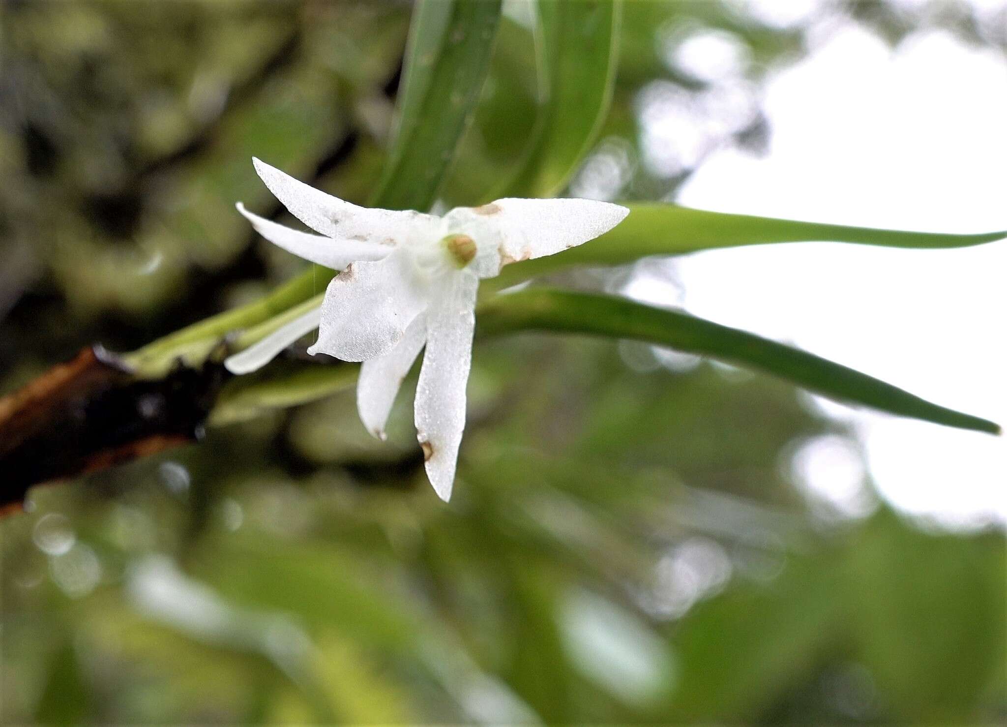 Image of Jumellea pailleri F. Rakotoar.