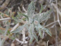 Image of Mojave woodyaster