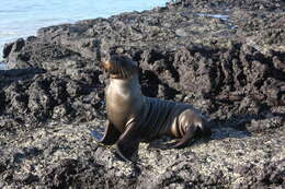 Image of Sea Lion