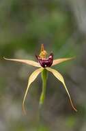 Image of Swamp spider orchid