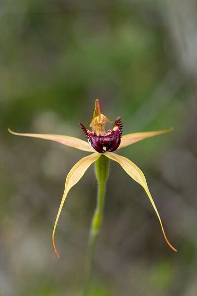 Image of Swamp spider orchid