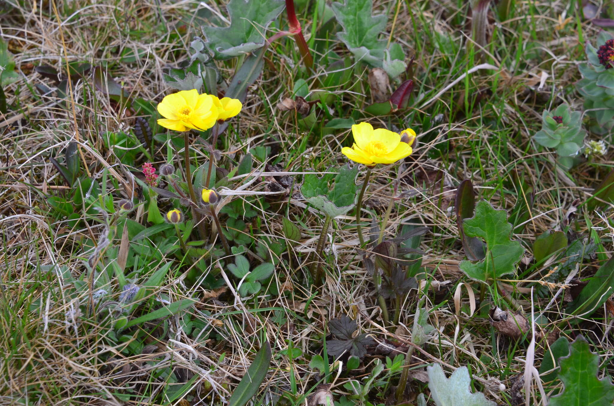 Image of Turner's buttercup