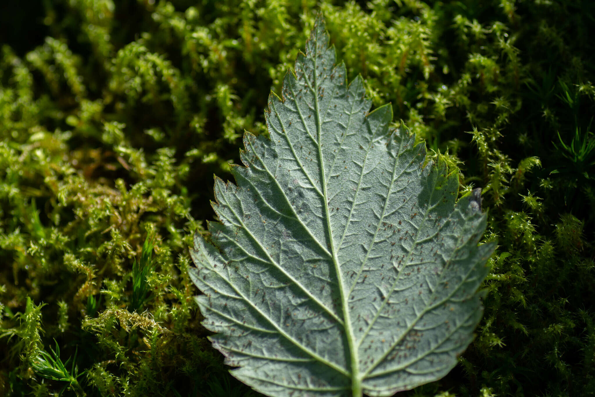 Image of Phragmidium rubi-idaei (DC.) P. Karst. 1878