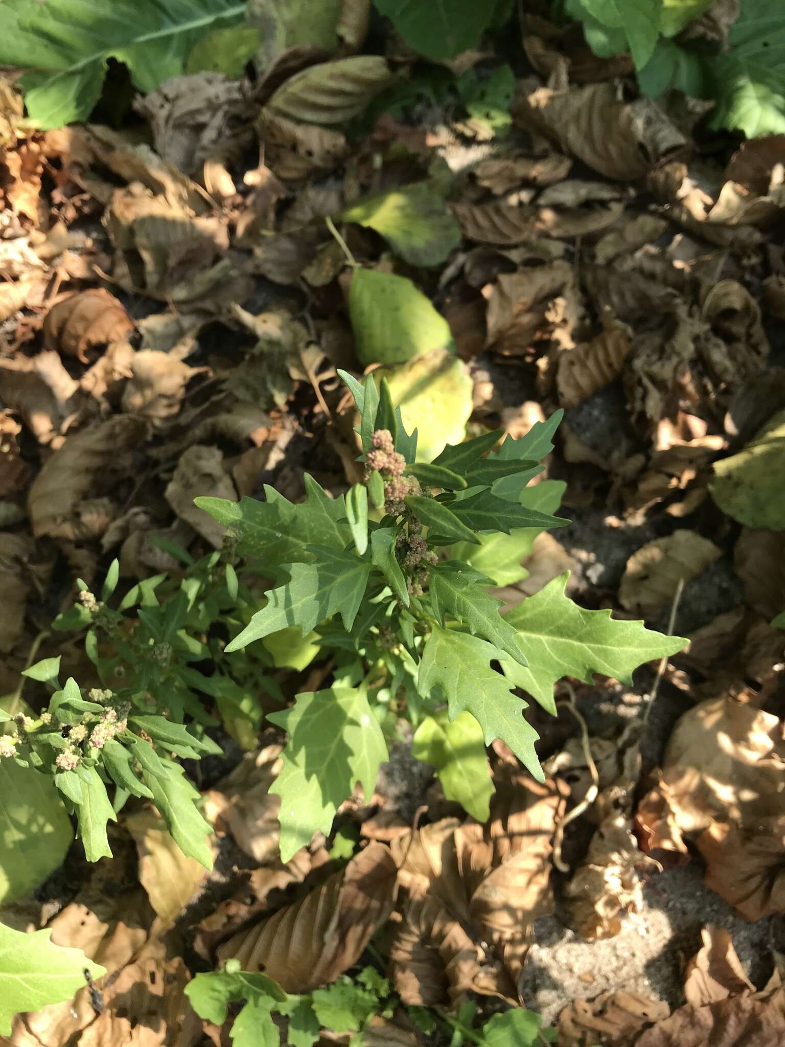 Image of Red Goosefoot