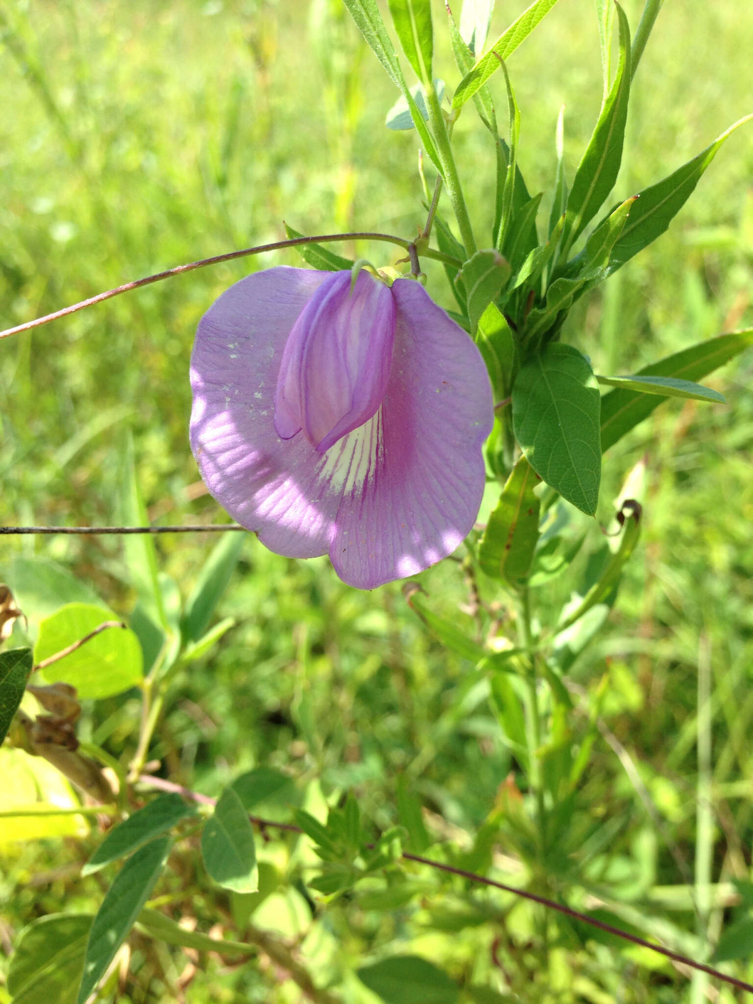 Plancia ëd Centrosema virginianum (L.) Benth.