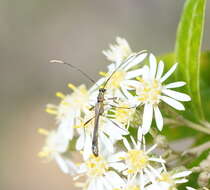 Image of Enchoptera apicalis Saunders 1850