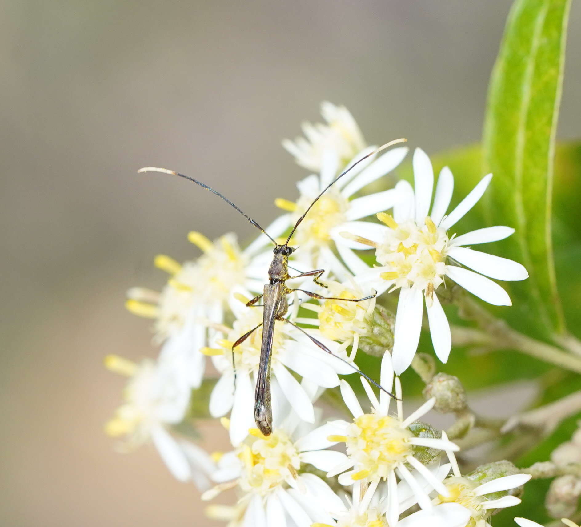 Image of Enchoptera apicalis Saunders 1850