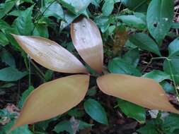 Image of Zamia purpurea Vovides, J. D. Rees & Vázq. Torres