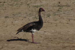 Слика од Plectropterus gambensis niger Sclater & PL 1877