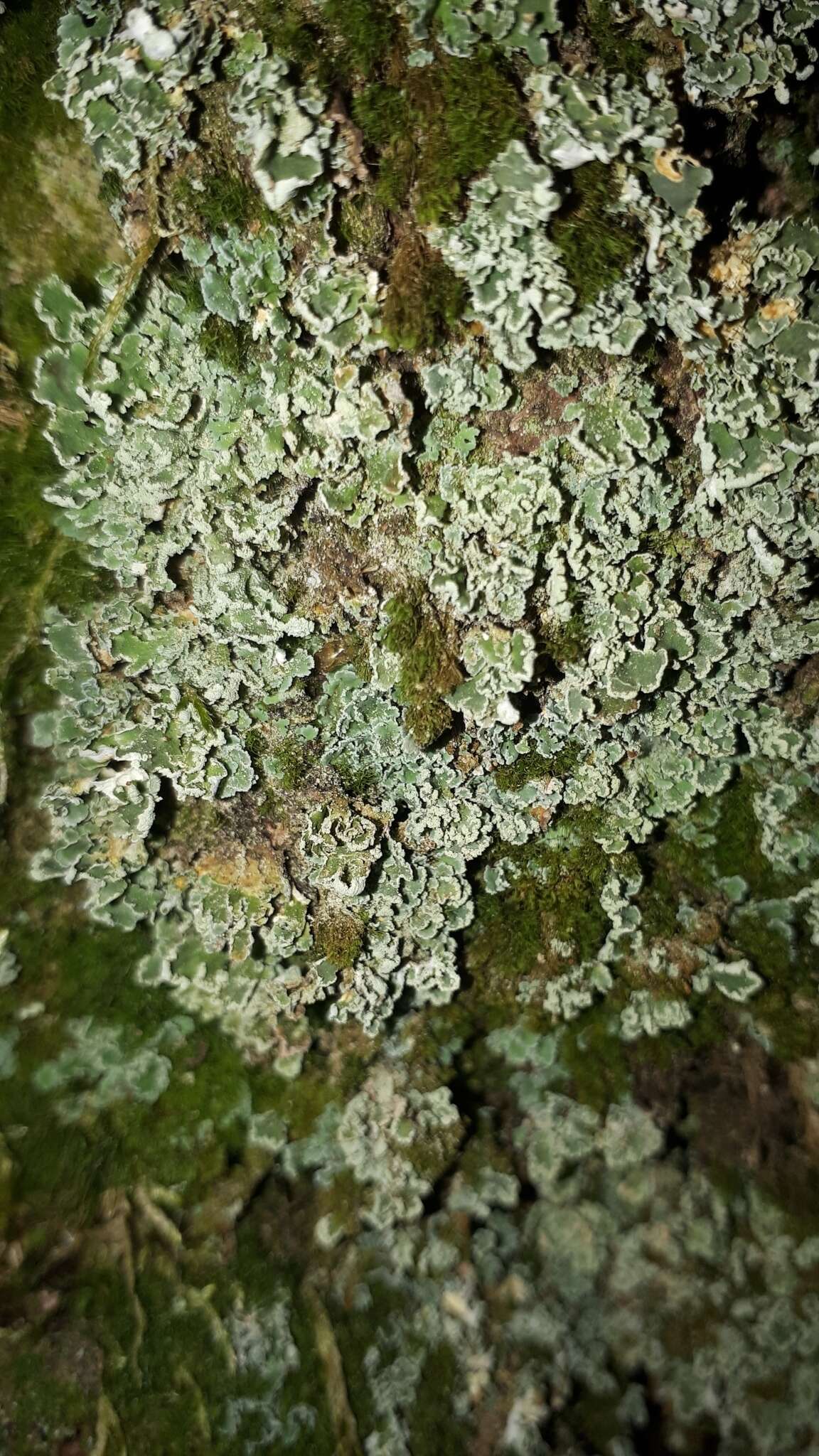 Слика од Cladonia digitata (L.) Hoffm.