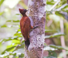 Image of Chestnut Woodpecker