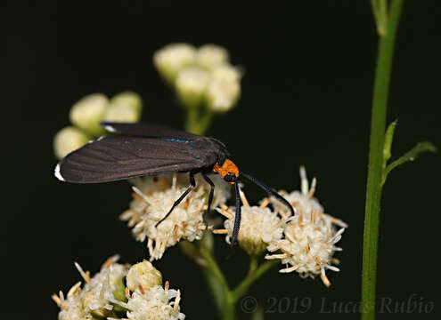 Image of Ctenucha rubriceps