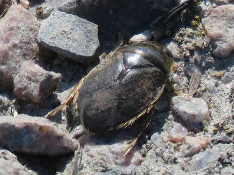 Image of Ilyocoris Stål 1861