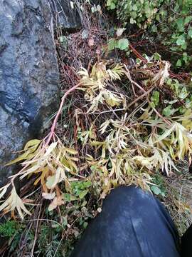 Image of Paeonia intermedia subsp. intermedia