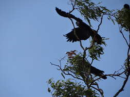 Image of Calyptorhynchus banksii banksii (Latham 1790)