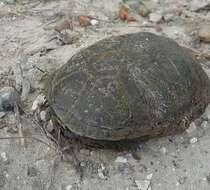 Image of Yellow Mud Turtle