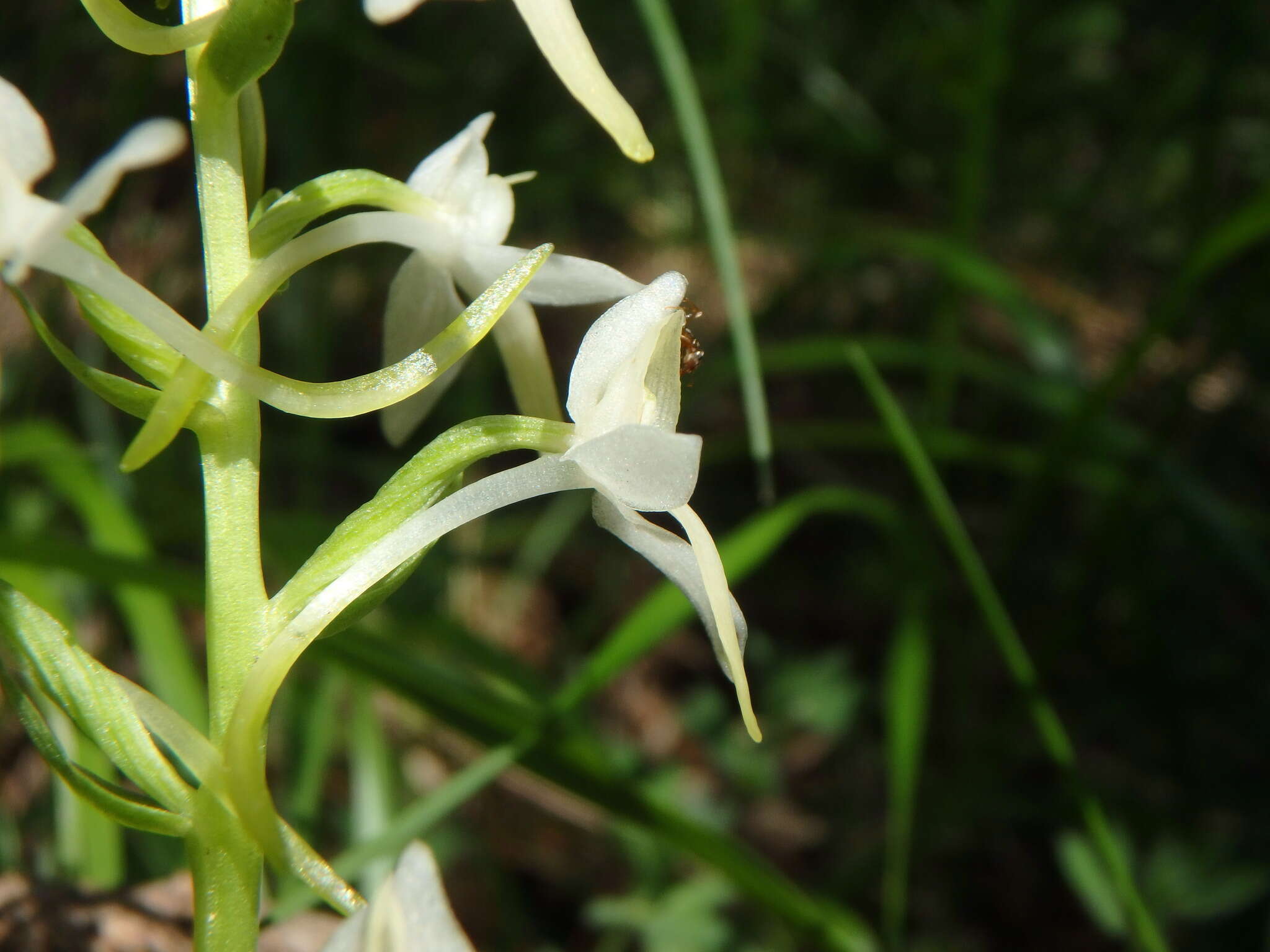 Image of lesser butterfly-orchid