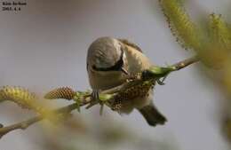 Image of Chinese Penduline Tit