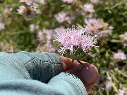 Image of Willowy Mountainbalm