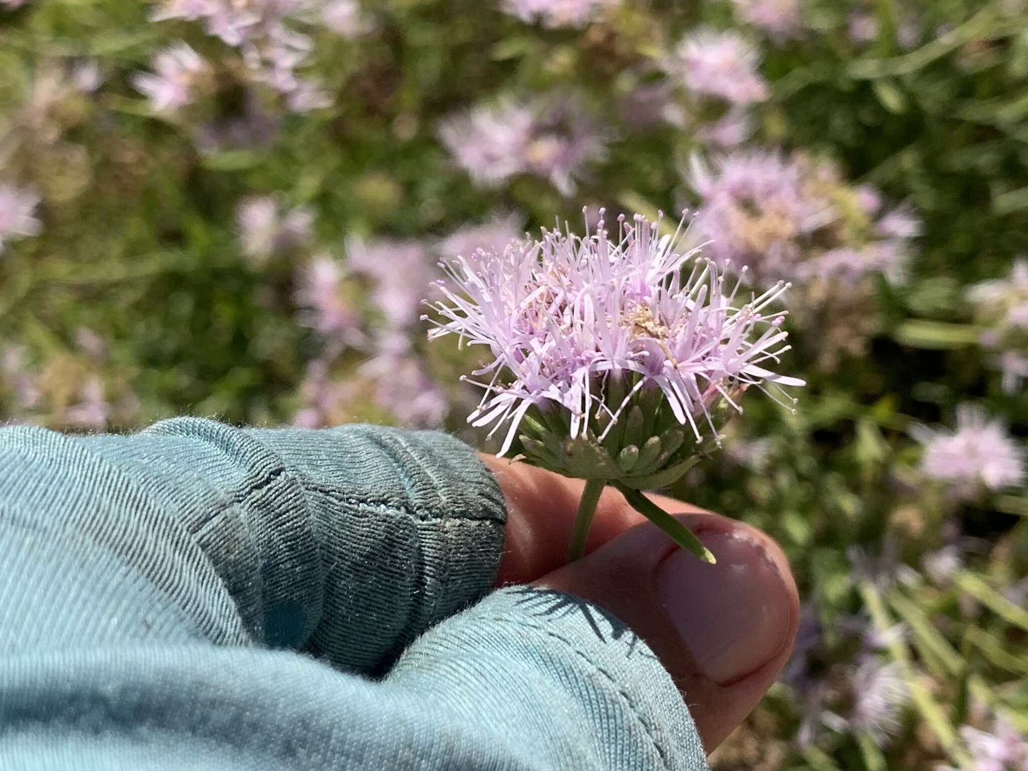 Image of Willowy Mountainbalm