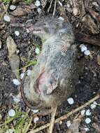 Image of Little Tasmanian Marsupial-mouse