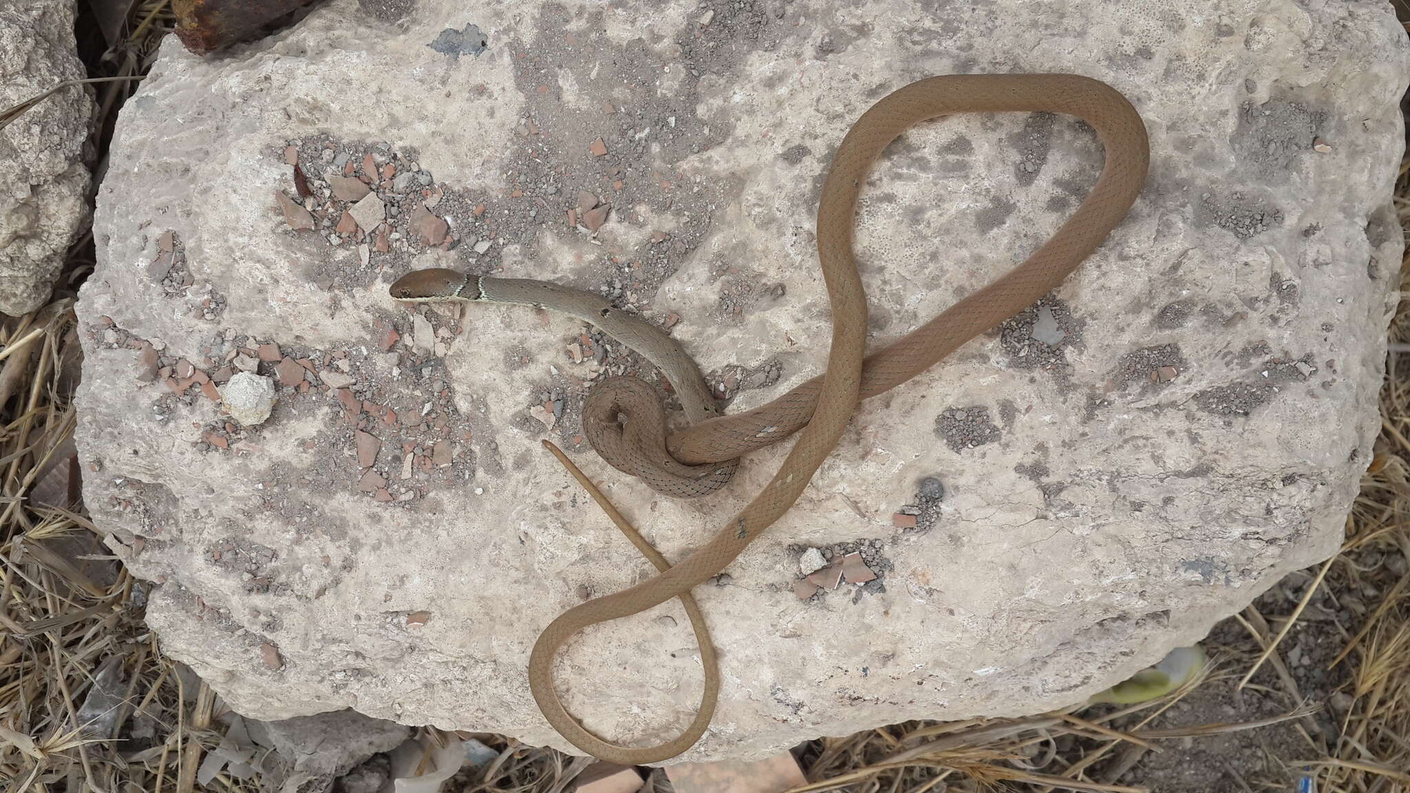 Image of Collared Dwarf Racer