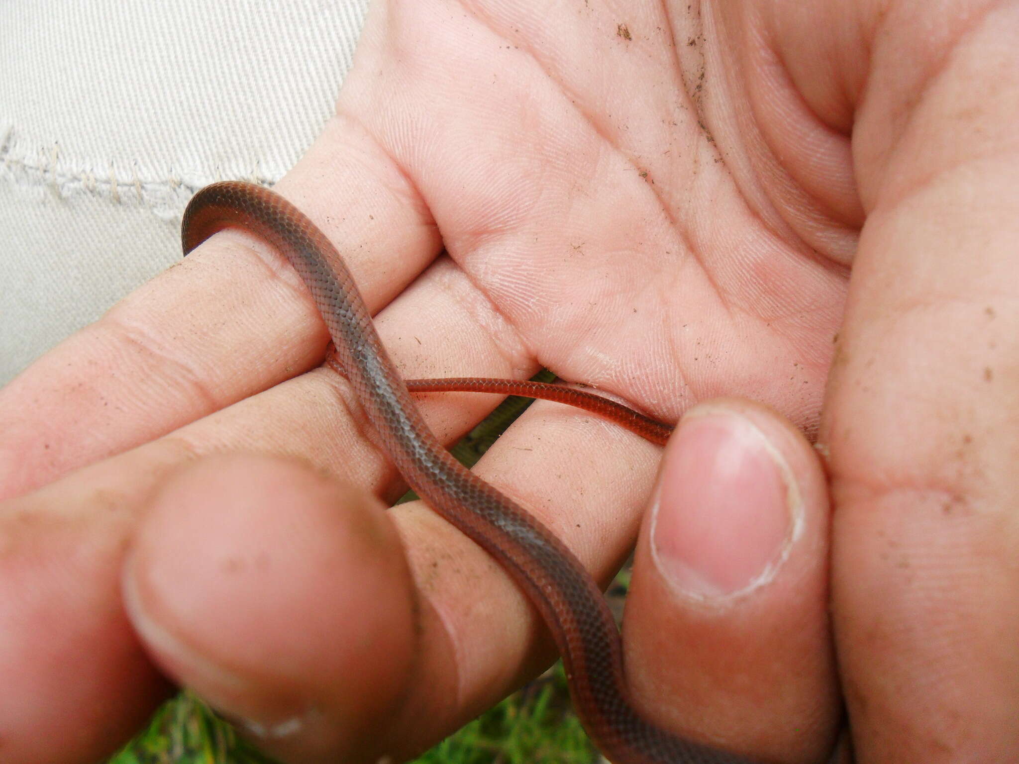 Image of Crowned Graceful Brown Snake