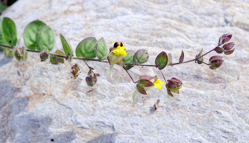 Image of Kickxia spuria subsp. integrifolia (Brot.) R. Fernandes