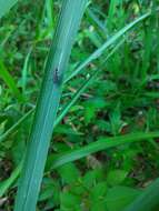 Cylindera (Ifasina) kaleea angulimaculata (Mandl 1955) resmi