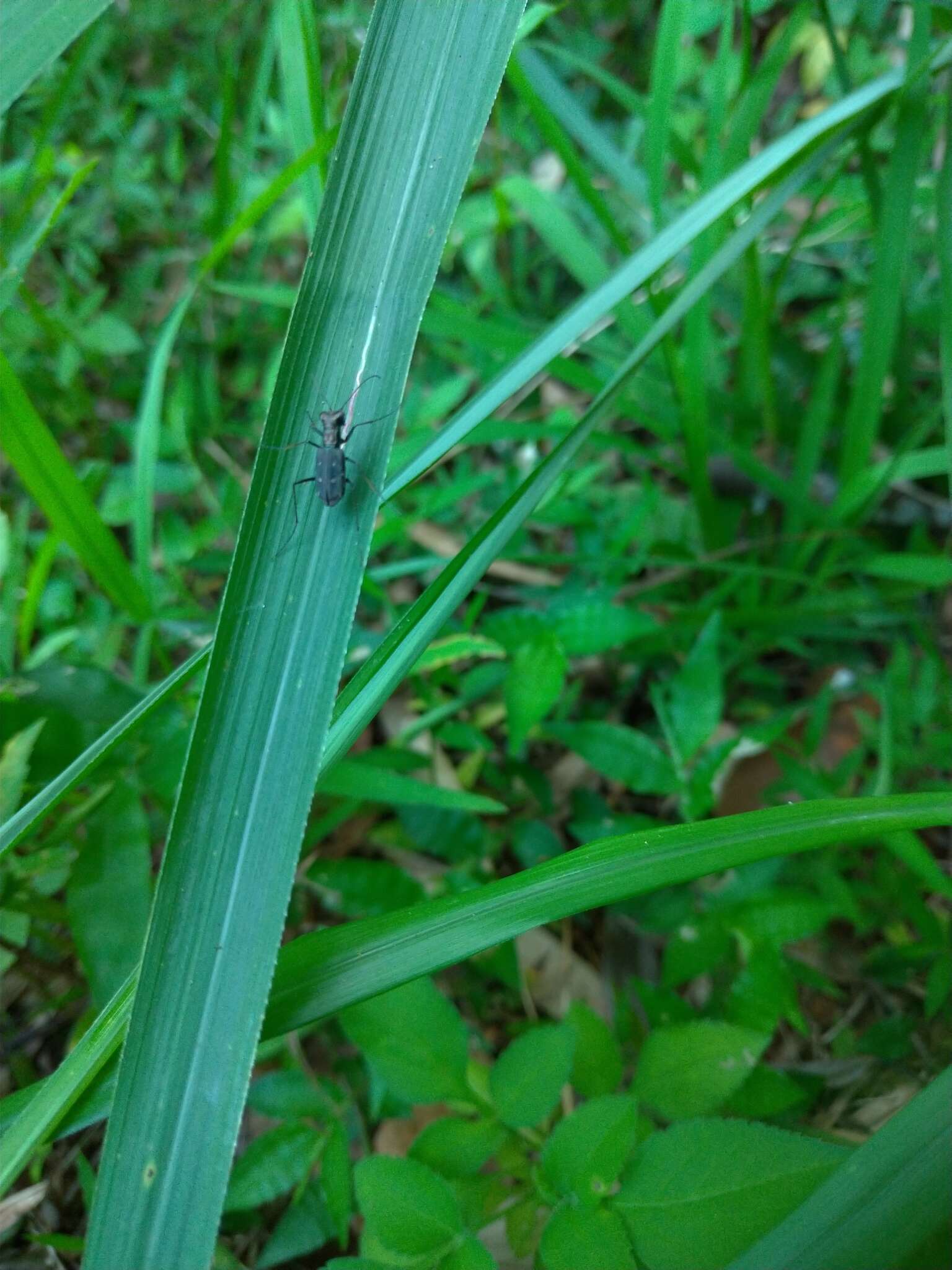 Image of Cylindera (Ifasina) kaleea angulimaculata (Mandl 1955)