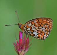 Image of Twin-spot Fritillary