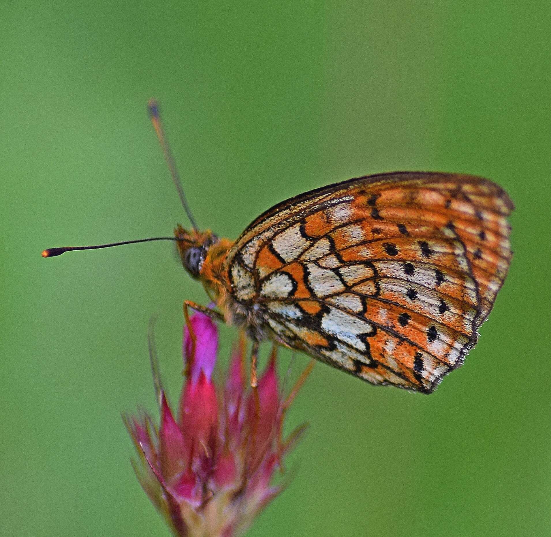 Image of Twin-spot Fritillary