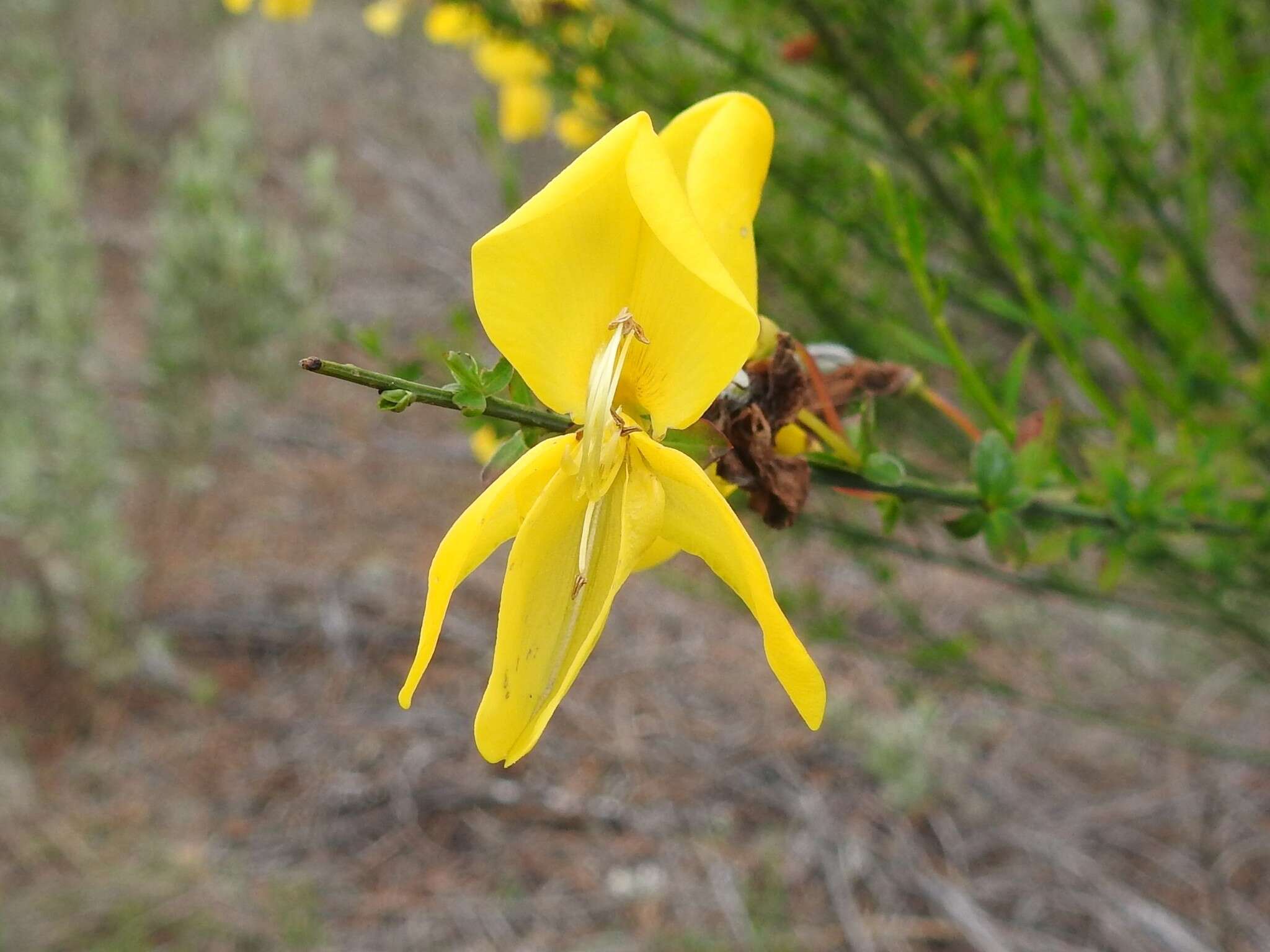 Слика од Cytisus grandiflorus (Brot.) DC.